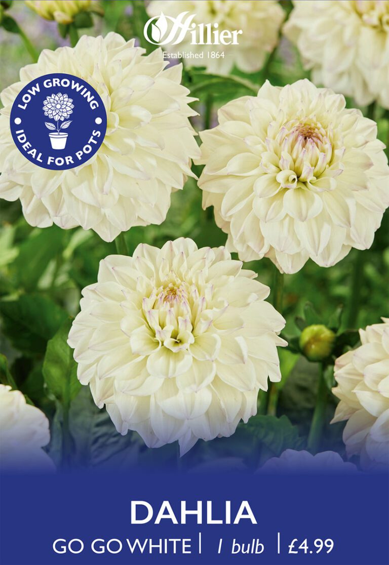 8718641970294 1 Dahlia Go Go White.jpg